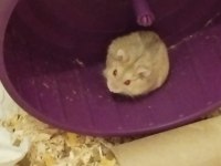 Gonzales Hamster Ücretsiz Sahiplendirme