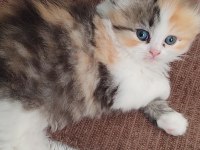 Scottish Fold Longhair