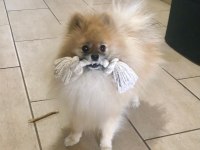 Köpeğimizi çiftleştirmek istiyoruz