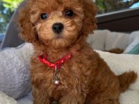 Toy Poodle Kore Kan Orjinal Yavrular