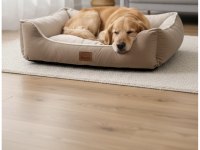 5 Ağustos Doğumlu British Blue Point