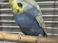 Rainbow muhabbet kuşu