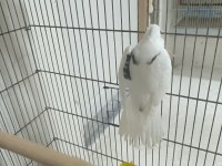 Zincir Desen Heavy Sultan Papağanı