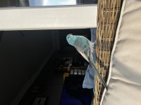 Şarkıcı Pareket Papağanımız