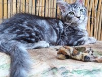 Maine Coon Türk - Mco Cattery