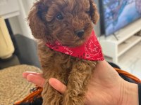 Safkan Toy Poodle Yavruları Ve Mikro Chipli Tüm Aşıları Tam