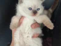 Blue Point Yavru Kedilerimiz