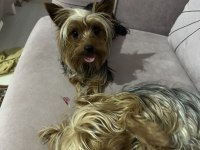 Yorkshire Terrier Köpeğime İyi Bakacak Aile Arıyorum