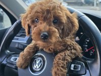 2,5 Aylık Toy Poodle Yavrumuz Sahibini Arıyor