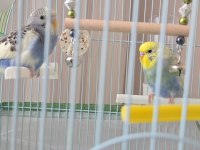 Acil 2 yavru muhabbet kuşu acil satılık