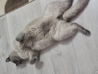 Kedimize Yeni Evini Ve Sahibini Arıyorum