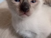 Siyam Kedisi Yavruları