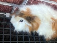 2 yaşında erkek guinea pig