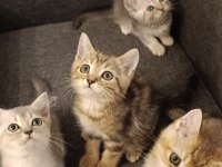 3 Ayrı Anneden British Shorthair Yavruları