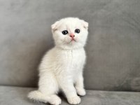 Kendi kedimin yavruları