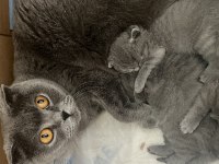 En Safkan Kediler Ömürlük Yuvasına Gidiyor!