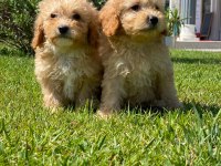 Kalite Ve Güvenin Adresinden Maltipoo Bebeklerimiz