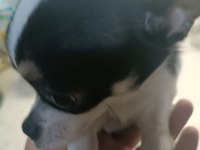 Şivava Köpeğimiz Yeni Yuva Arıyor