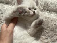 1 Aylık Maviş British Shorthair Yavrularımız