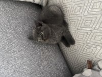 İzmir’in British Shorthair Prens Ve Prensesleri