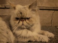 Sokağa Terk Edilmiş Evcil İran Kedisi