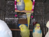 Çocuklar Bile Eğitebilir Muhabbet Kuşu