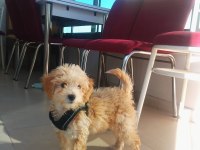 Yavru maltipoo