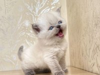 A Kalite British Shorthair Blue Point