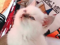 Güzel scottish straight kızım