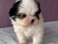 Teacup Mavi Göz Shih-Tzu Kızım
