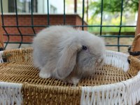 35 40 Günlük Hollanda Teddy Lop Tavşan Yavrular