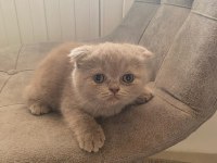Top Kafa Gri Scottish Fold Ve Silver British Shorthair