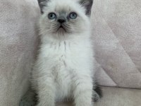 Ayı Surat Top Kafa Erkek British Shorthair Bebiş
