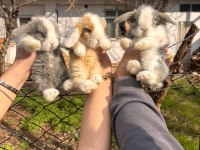 Evcil Hollanda Tavşanlar Her İle Gönderilir