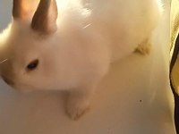 Hollanda Cuce Tavsan