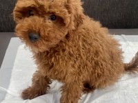 Red Brown Toy Poodle Oğlumuz