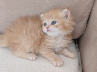 Safkan golden british longhair