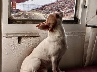 Dişi Tea Cup Yetişkin Chihuahua