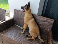 7 Aylık Dişi Aşıları Tam Belçika Kurdu Çip Takıldı