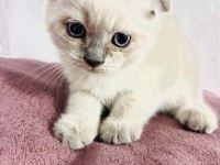 Scottish fold blue point bebekler