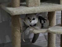 British Shorthair Malzemeleri İle Birlikte