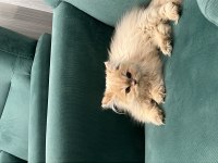 8 Aylık Saf Cins İran Kedisi Dişi Tüm Aşıları Yapılmıştır