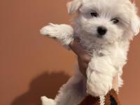Karbeyaz Maltese Terrier Bebekler