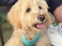 Köpeğim 1 yaşında maltipoo cinsi