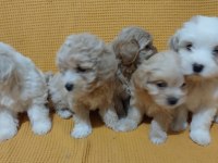 Maltipoo Bebeği Köpekler