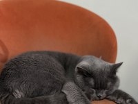 British Shorthair Kedim