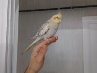 Eğitimli Sultan Papağanı