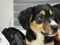 Cavalier King Charles Kırması (Anneden) - Acil Ücretsiz Yuva Aranıyor