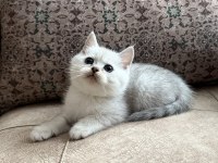 Wcf Kayıtlı Full Şecereli British Shorthair - Elite Soy Hattı