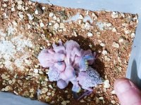 Üretimhanemizden Yavru Muhabbet Kuşları